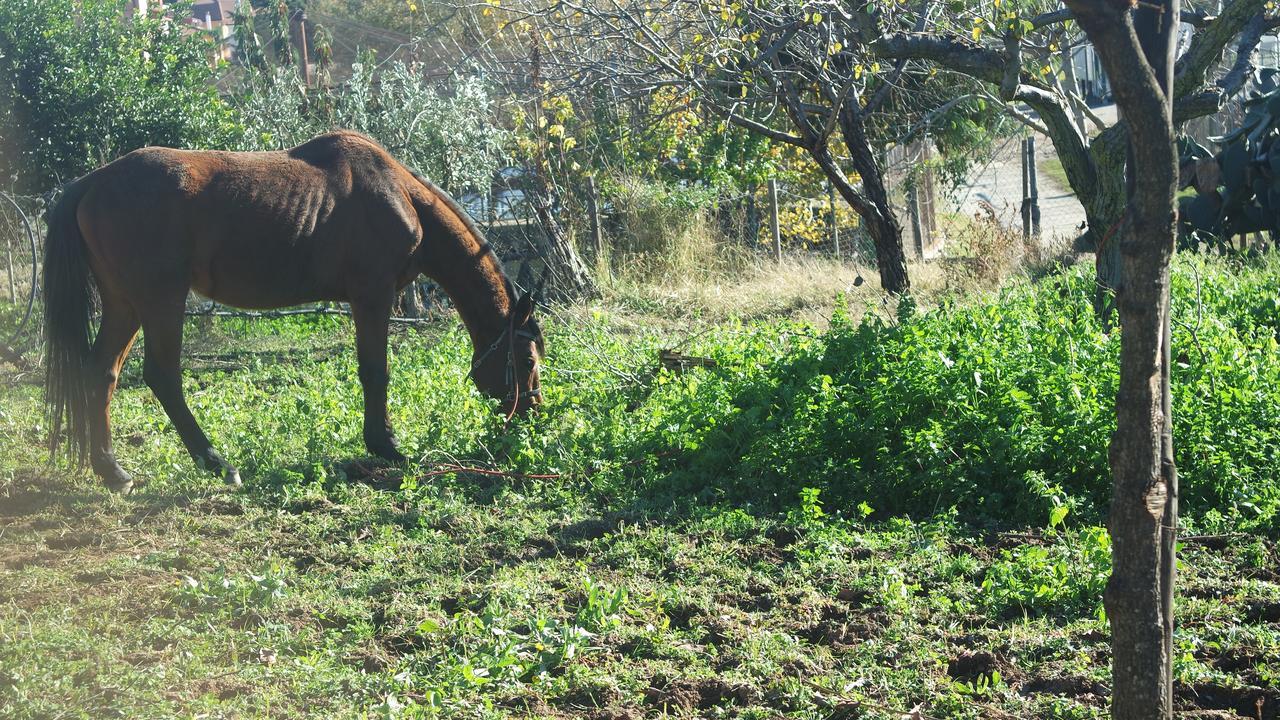 Agriturismo Masseria I Risi Guest House SantʼEufemia Lamezia Екстериор снимка